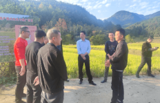 顺昌县建西镇：再生稻再生季测产丰收创佳绩