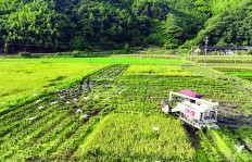 防御“巴威”｜建瓯市川石乡后山村：抢收早稻 降低农业损失